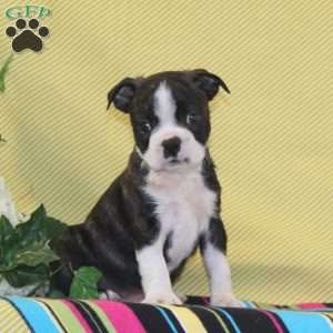 Texas, Boston Terrier Puppy